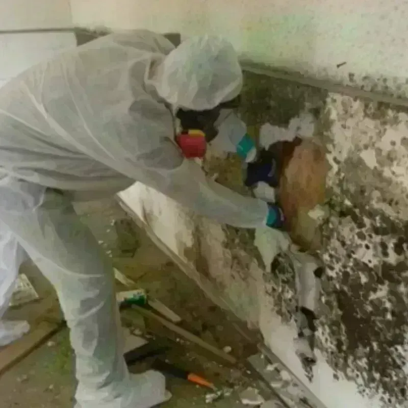 Mold Remediation and Removal in Fife, WA